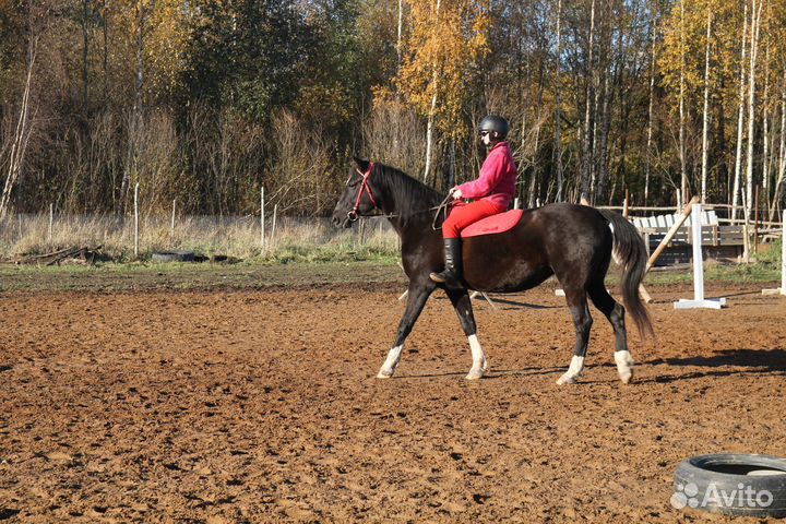 Идеальная лошадь для души и занятий
