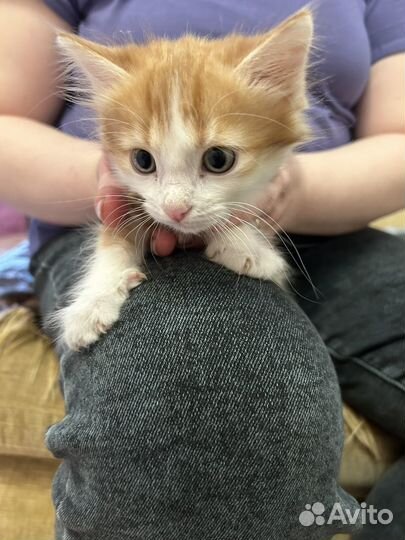 Котенок муж