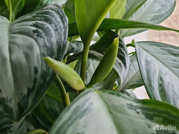 Диффенбахия 80 см