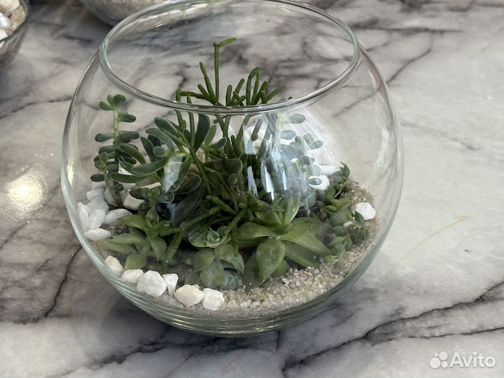Флорариум из суккулентов