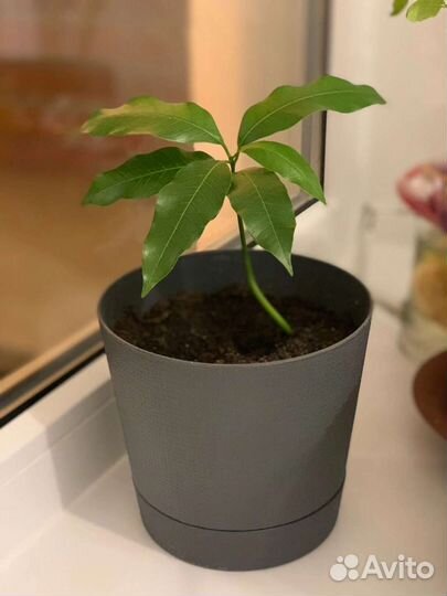 Дерево манго