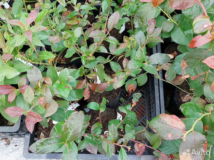 Голубика саженцы