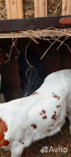 Телята. Доставка