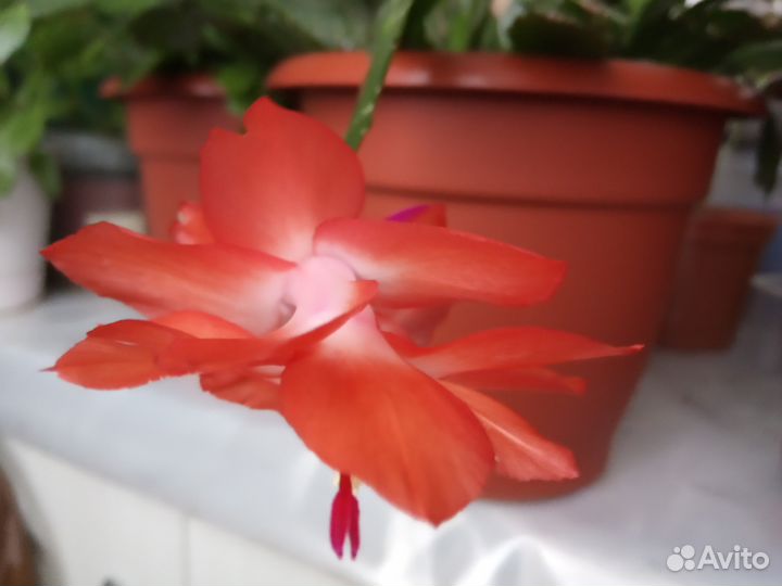 Шлюмбергера