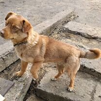 Взрослый пёс в добрые руки