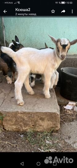 Козлята