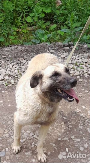 Собачки в добрые руки