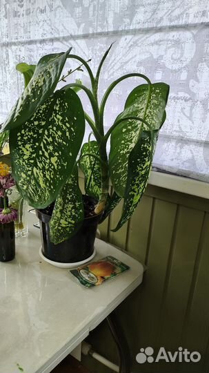 Диффенбахия