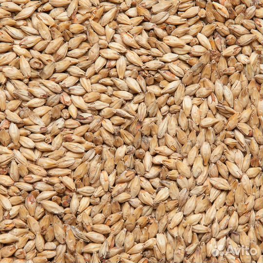 Солод Pale Ale Casting Malting