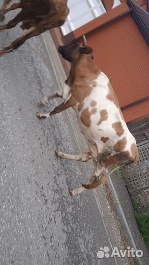 Коровы дойные