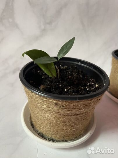 Замиокулькас