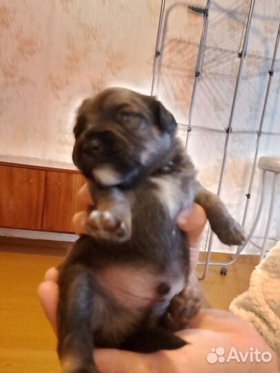 Продам щенков русский той терьер