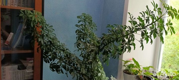 Цветок шефлера