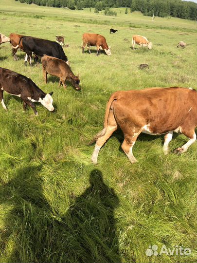 Бычки и телята