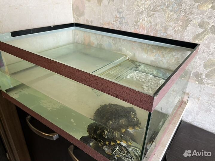 Черепашка с аквариумом
