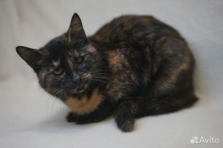 Мозаика в поиске семьи