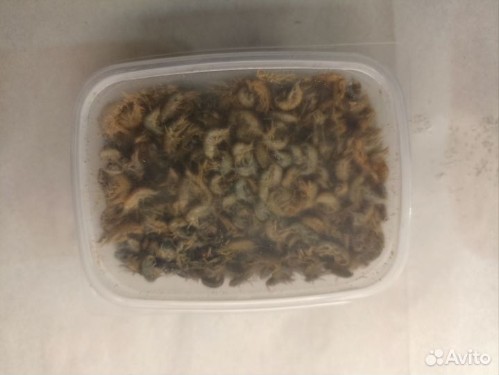 Мотыль крупный, коретра, мормыш, мелкий мотыль