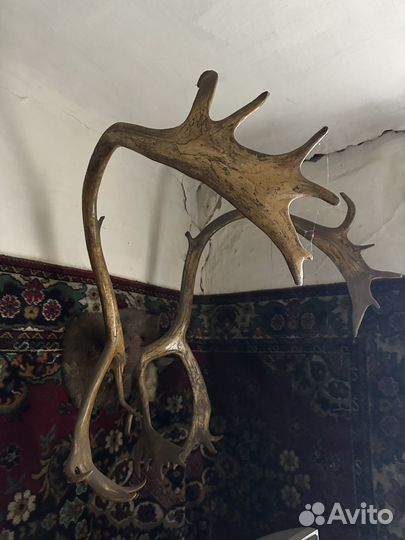 Продам рога оленя