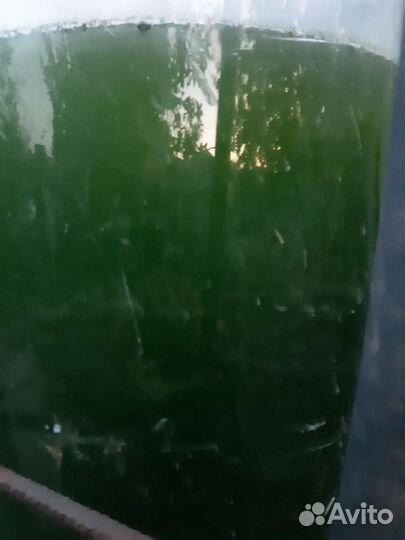 Хлорелла для водоема