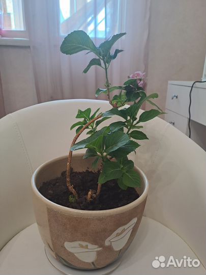 Гортензия,цветёт розово-фиолетовыми цветами