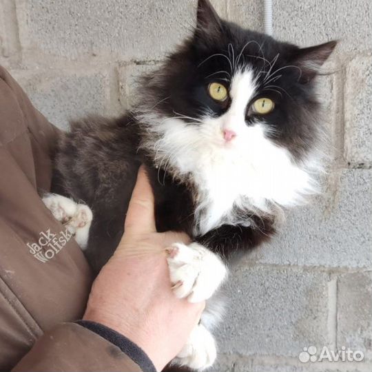 Котик в добрые руки