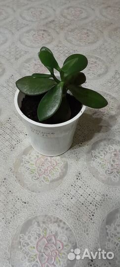 Алоэ(столетник), Толстянка, Сансевиерия