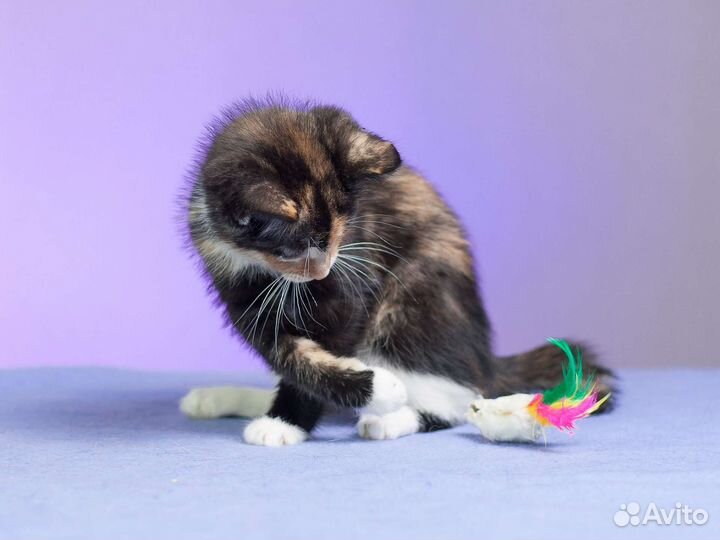 Кошечка Кира,2 мес в дар