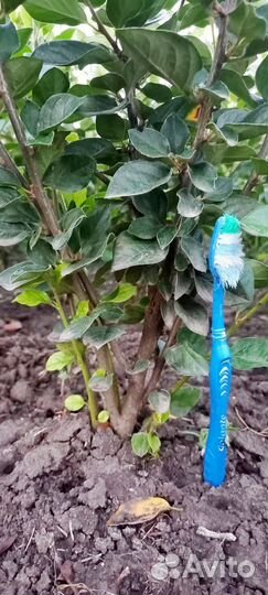 Кизильник блестящий