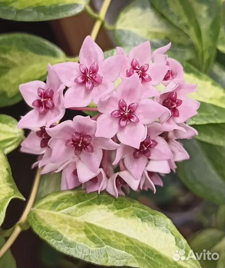 Хойя Денисси фрида