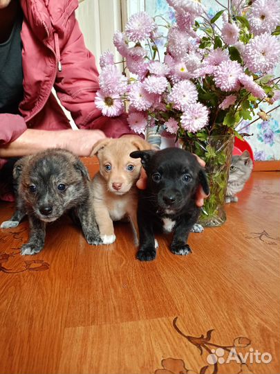 Щенки
