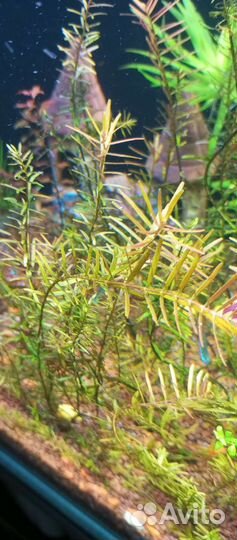 Аквариумные растение