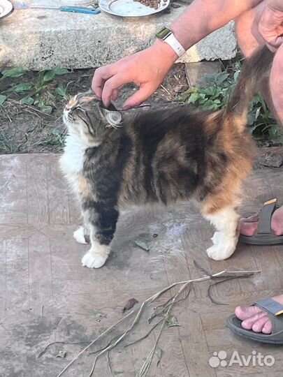 Очень ласковая кошка приносит удачу