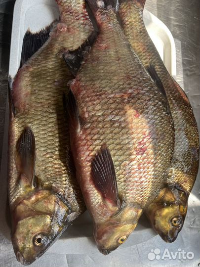 Свежая рыба лещ