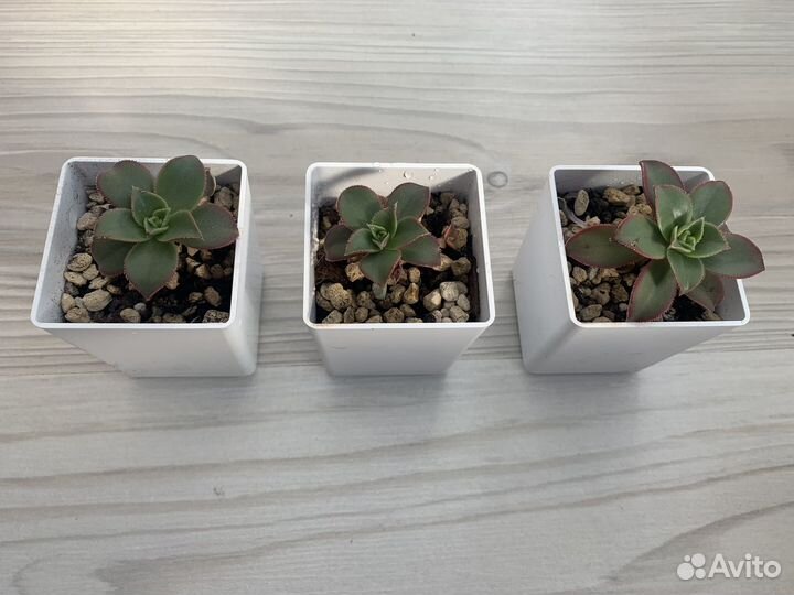 Суккуленты