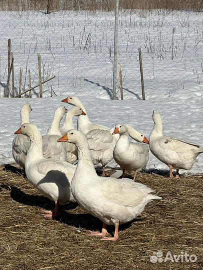 Инкубационное яйцо Венгерских Белых Гусей