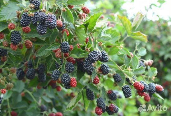 Саженцы домашней ежевики