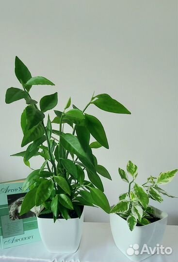 Фикус Старлайт Кактусы Комнатные растения и цветы