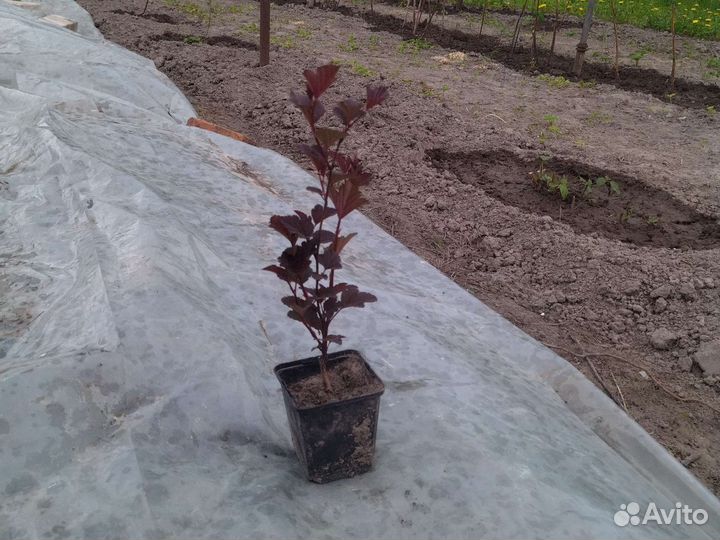 Декоративные растения для сада