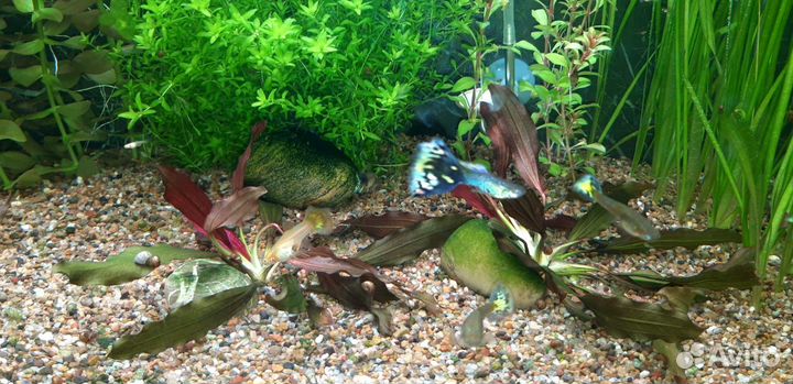 Бакопа и эхинодорус