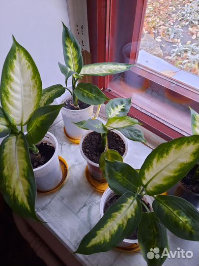 Диффенбахия