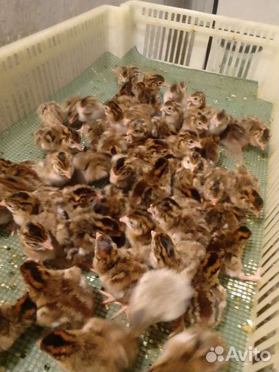 Цесарята, фазанята, идюшата