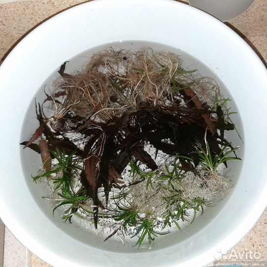 Аквариум акваэль