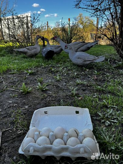 Индоутка мускусная утка