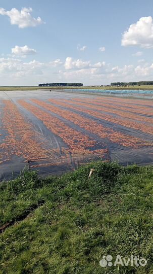 Гаммарус оптом