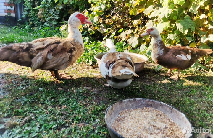 Мускусные утки