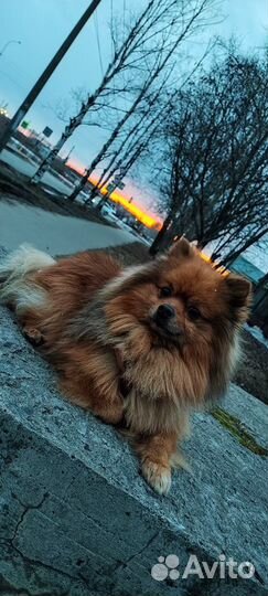 Вязка Немецкий Шпиц кабель