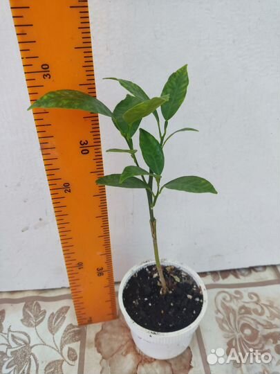 Цитрусовые растения