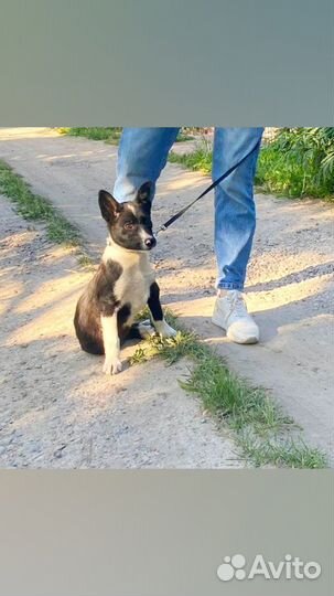 Щенок русско европейской лайки в добрые руки