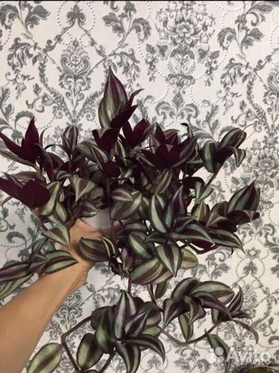 Традесканции