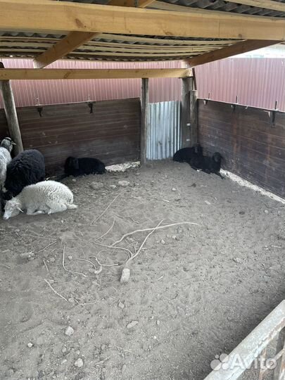 Овцы ягнята